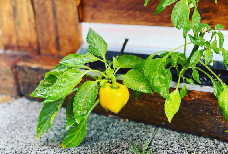 garten1 garten1